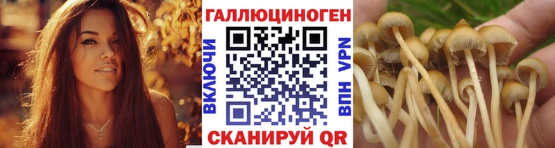 Галлюциногенные грибы Psilocybine cubensis  купить   Стерлитамак 